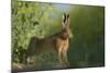 European Brown Hare (Lepus Europaeus) Stretching on Field. Hope Farm Rspb, Cambridgeshire, UK-Andrew Parkinson-Mounted Photographic Print