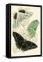 European Butterflies and Moths-James Duncan-Framed Stretched Canvas