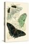 European Butterflies and Moths-James Duncan-Stretched Canvas