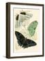 European Butterflies and Moths-James Duncan-Framed Art Print