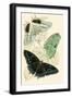 European Butterflies and Moths-James Duncan-Framed Art Print