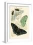 European Butterflies and Moths-James Duncan-Framed Art Print