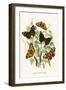 European Butterflies and Moths-W.F. Kirby-Framed Art Print