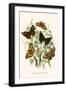 European Butterflies and Moths-W.F. Kirby-Framed Art Print