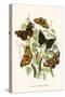 European Butterflies and Moths-W.F. Kirby-Stretched Canvas