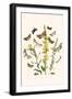 European Butterflies and Moths-W.F. Kirby-Framed Art Print