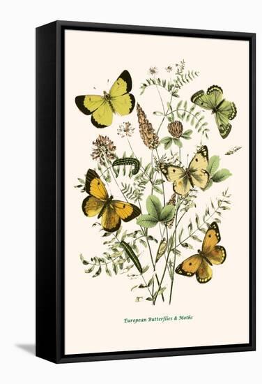 European Butterflies and Moths-W.F. Kirby-Framed Stretched Canvas