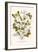 European Butterflies and Moths-W.F. Kirby-Framed Art Print