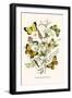 European Butterflies and Moths-W.F. Kirby-Framed Art Print