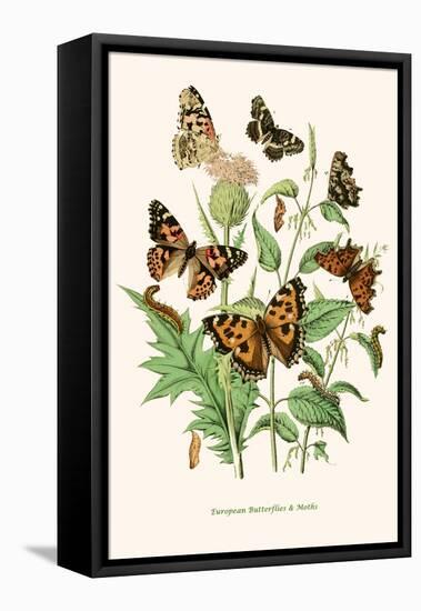 European Butterflies and Moths-W.F. Kirby-Framed Stretched Canvas