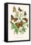 European Butterflies and Moths-W.F. Kirby-Framed Stretched Canvas