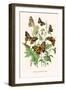 European Butterflies and Moths-W.F. Kirby-Framed Art Print