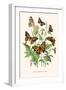 European Butterflies and Moths-W.F. Kirby-Framed Art Print