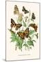 European Butterflies and Moths-W.F. Kirby-Mounted Art Print