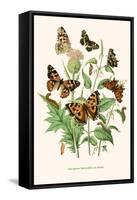 European Butterflies and Moths-W.F. Kirby-Framed Stretched Canvas