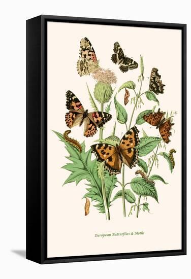 European Butterflies and Moths-W.F. Kirby-Framed Stretched Canvas