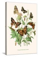 European Butterflies and Moths-W.F. Kirby-Stretched Canvas