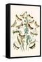 European Butterflies and Moths-W.F. Kirby-Framed Stretched Canvas