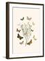 European Butterflies and Moths-W.F. Kirby-Framed Art Print