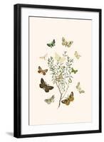 European Butterflies and Moths-W.F. Kirby-Framed Art Print