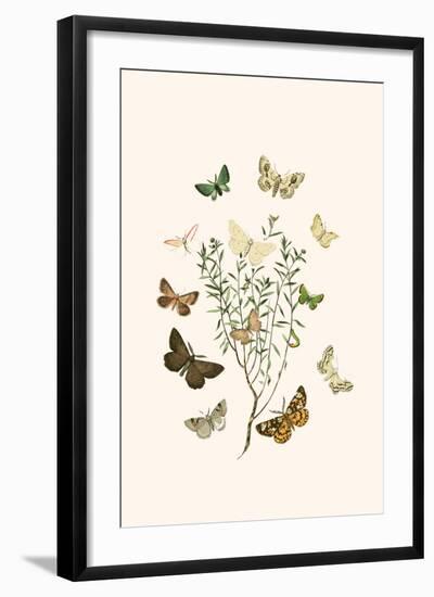 European Butterflies and Moths-W.F. Kirby-Framed Art Print