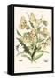 European Butterflies and Moths-W.F. Kirby-Framed Stretched Canvas