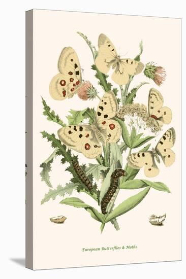 European Butterflies and Moths-W.F. Kirby-Stretched Canvas