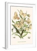 European Butterflies and Moths-W.F. Kirby-Framed Art Print