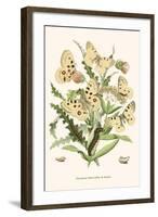 European Butterflies and Moths-W.F. Kirby-Framed Art Print