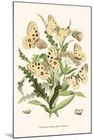 European Butterflies and Moths-W.F. Kirby-Mounted Art Print