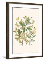 European Butterflies and Moths-W.F. Kirby-Framed Art Print