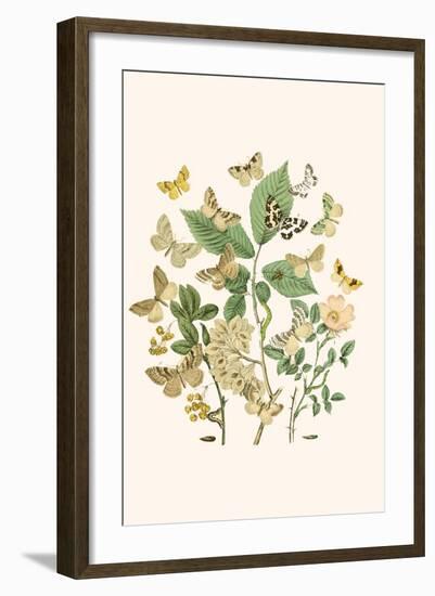 European Butterflies and Moths-W.F. Kirby-Framed Art Print