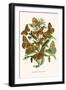 European Butterflies and Moths-W.F. Kirby-Framed Art Print