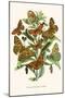 European Butterflies and Moths-W.F. Kirby-Mounted Art Print