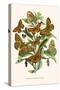 European Butterflies and Moths-W.F. Kirby-Stretched Canvas