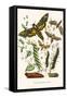 European Butterflies and Moths-W.F. Kirby-Framed Stretched Canvas