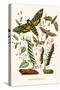 European Butterflies and Moths-W.F. Kirby-Stretched Canvas