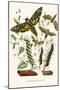 European Butterflies and Moths-W.F. Kirby-Mounted Art Print