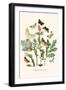 European Butterflies and Moths-W.F. Kirby-Framed Art Print