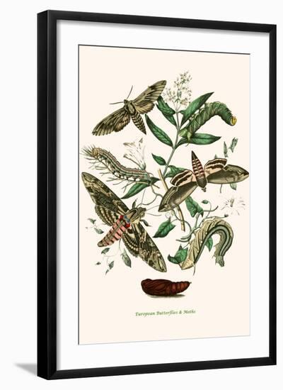 European Butterflies and Moths-W.F. Kirby-Framed Art Print