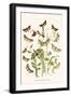 European Butterflies and Moths-W.F. Kirby-Framed Art Print