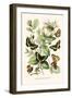 European Butterflies and Moths-W.F. Kirby-Framed Art Print