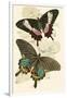 European Butterflies and Moths-James Duncan-Framed Art Print