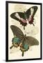 European Butterflies and Moths-James Duncan-Framed Art Print