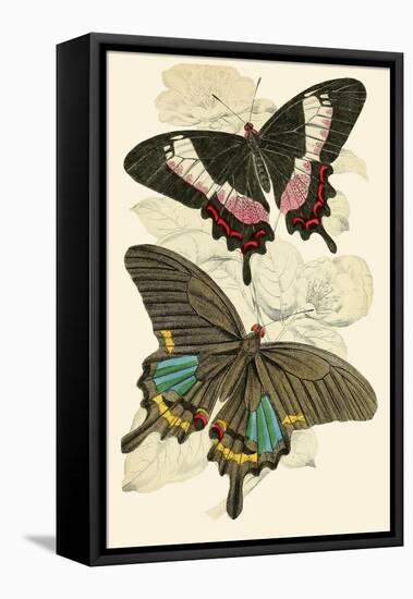 European Butterflies and Moths-James Duncan-Framed Stretched Canvas