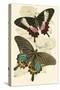 European Butterflies and Moths-James Duncan-Stretched Canvas