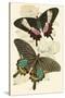 European Butterflies and Moths-James Duncan-Stretched Canvas