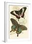 European Butterflies and Moths-James Duncan-Framed Art Print