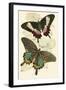 European Butterflies and Moths-James Duncan-Framed Art Print