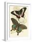 European Butterflies and Moths-James Duncan-Framed Art Print